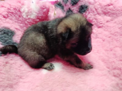 Les chiots de Eurasier