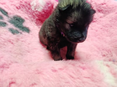 Les chiots de Eurasier