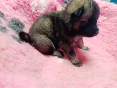 Les chiots de Eurasier