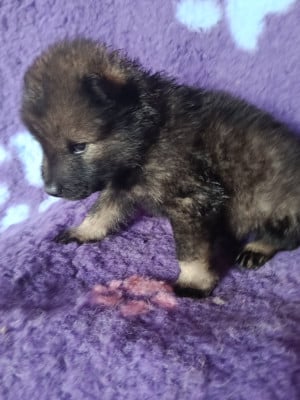 Les chiots de Eurasier