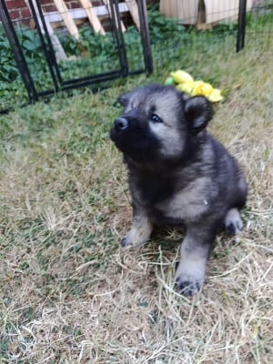 Les chiots de Eurasier