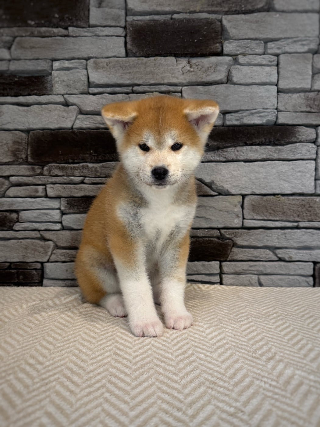 Akita - Des Terres Sacrées Du Kitsune