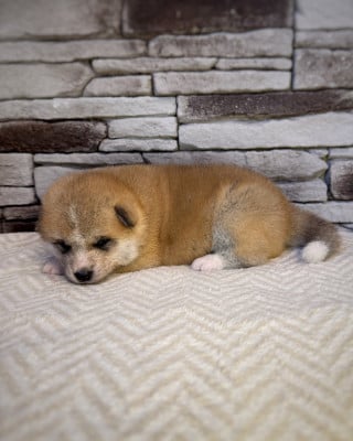 Les chiots de Akita