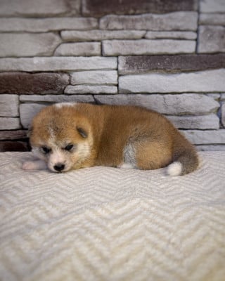 Les chiots de Akita