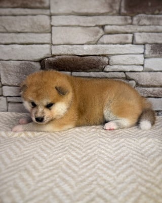 Les chiots de Akita