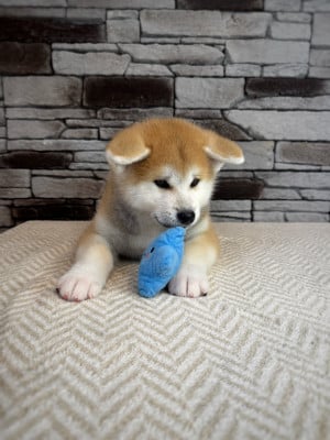 Les chiots de Akita