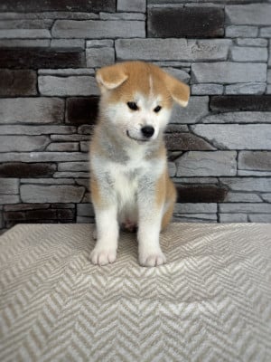 Les chiots de Akita