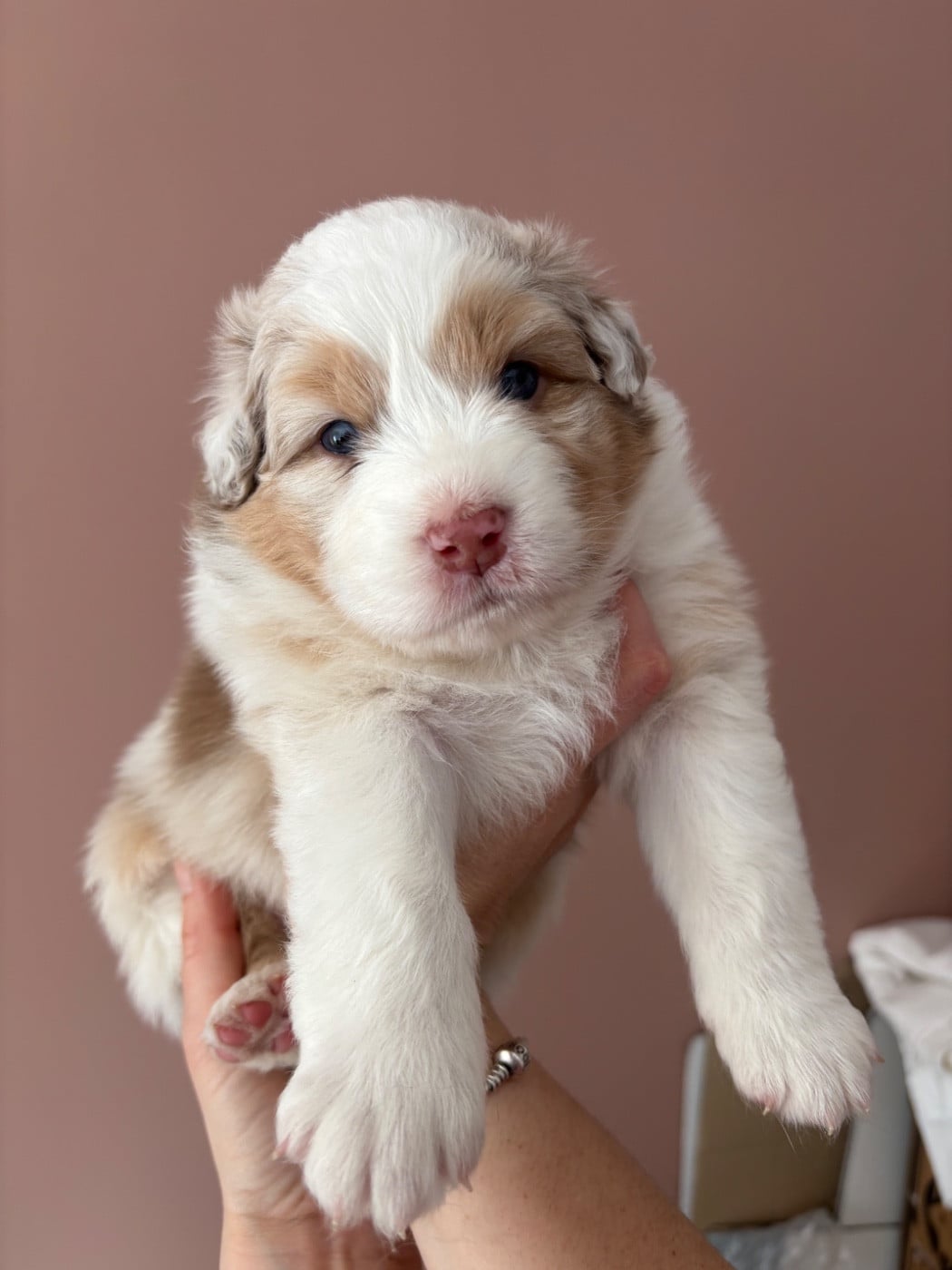 Berger Australien - Du Beffroi D'Oasis
