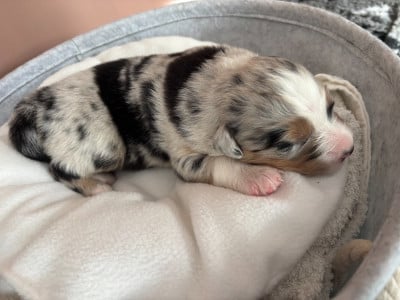 CHIOT 4 - Berger Australien