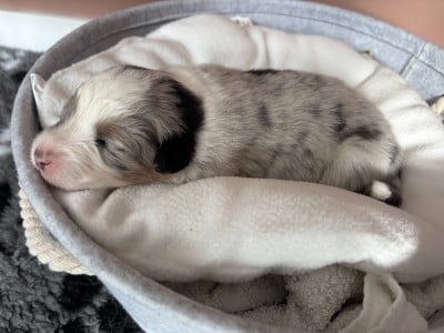 CHIOT 1 - Berger Australien