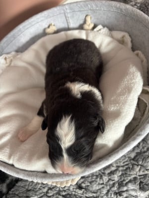 CHIOT 5 - Berger Australien
