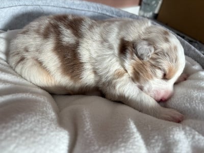 Les chiots de Berger Australien