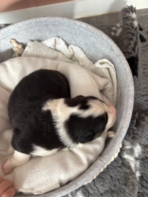 CHIOT 6 - Berger Australien