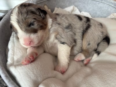 CHIOT 7 - Berger Australien