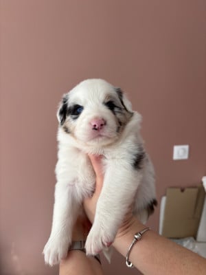 Les chiots de Berger Australien