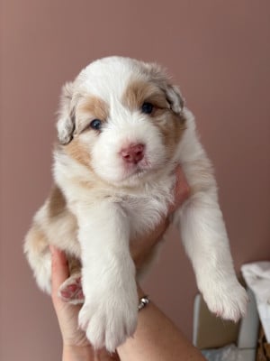 Les chiots de Berger Australien