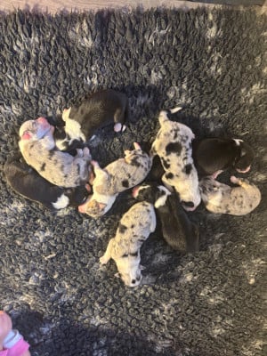 CHIOT 3 - Berger Australien