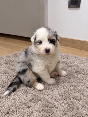 Les chiots de Berger Australien
