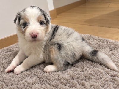 Les chiots de Berger Australien