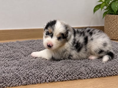 Les chiots de Berger Australien