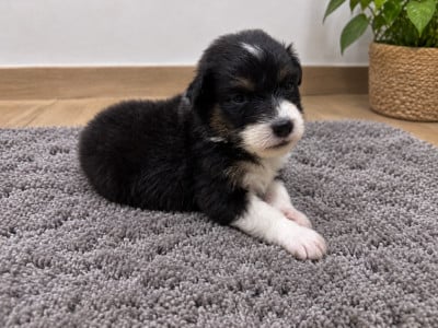 Les chiots de Berger Australien