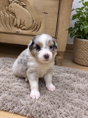 Les chiots de Berger Australien