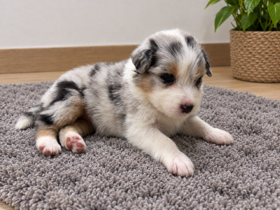 Les chiots de Berger Australien