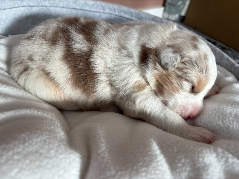 Berger Australien - Du Beffroi D'Oasis