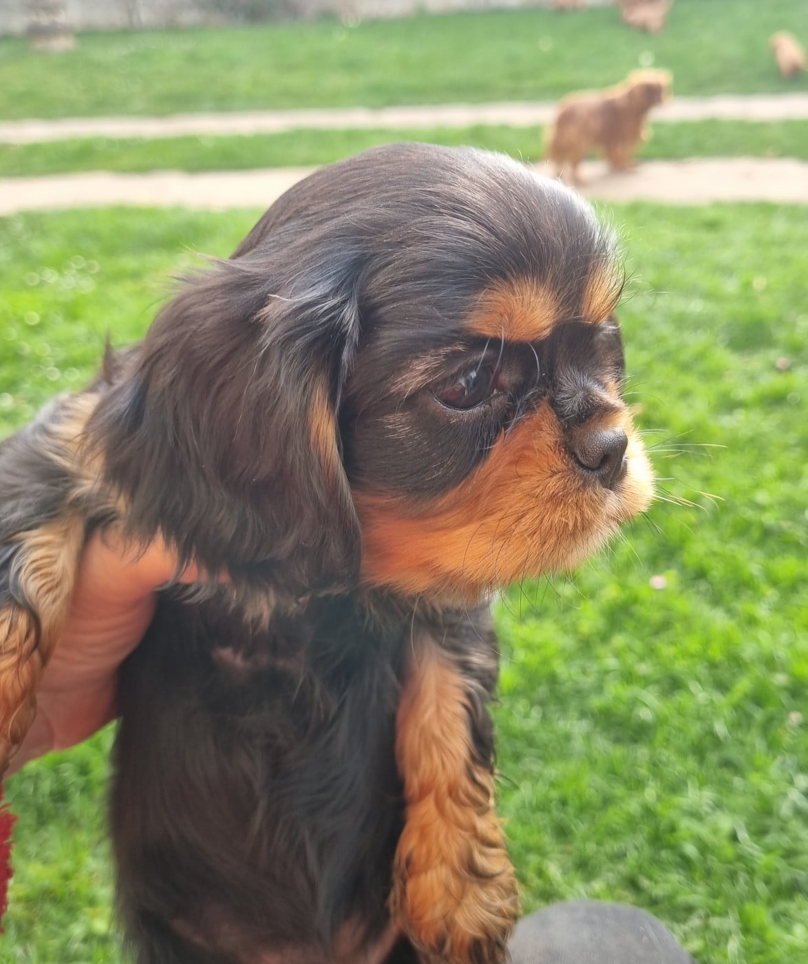 Chiot N°2 - Cavalier King Charles Spaniel