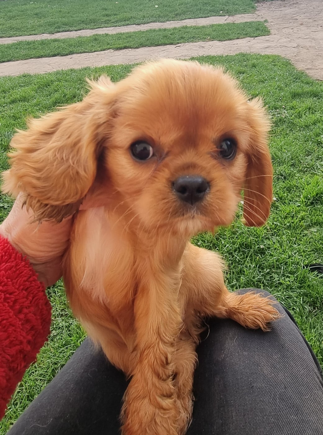 Chiot N°3 - Cavalier King Charles Spaniel