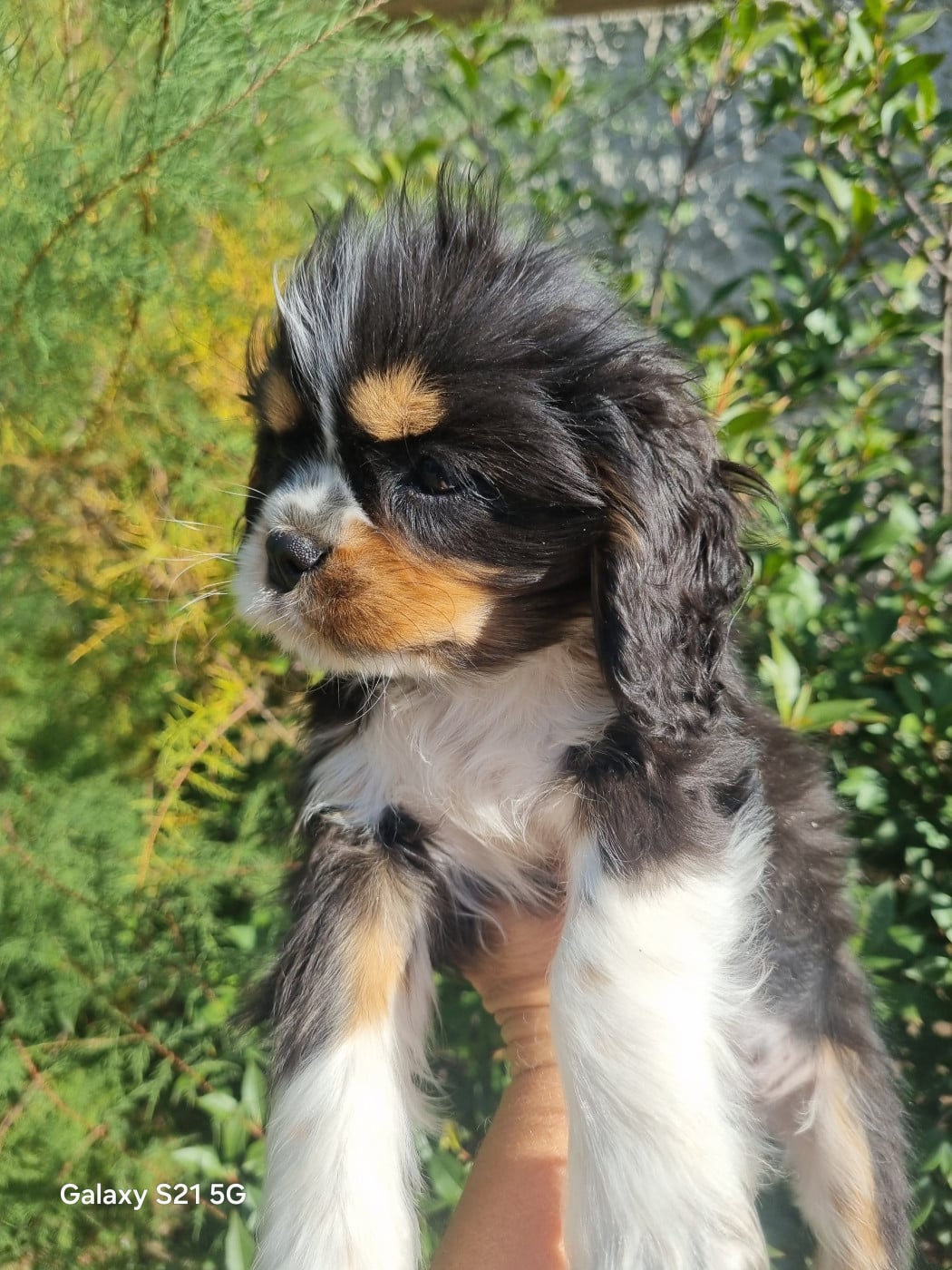 Chiot N°2 - Cavalier King Charles Spaniel