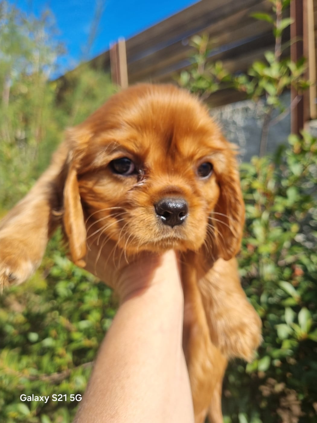 Chiot N°3 - Cavalier King Charles Spaniel