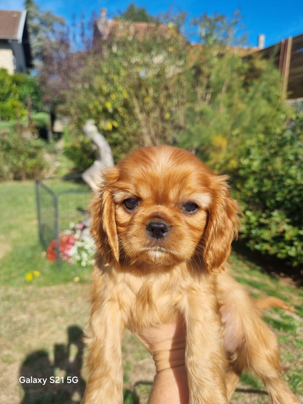 Chiot N°4 - Cavalier King Charles Spaniel
