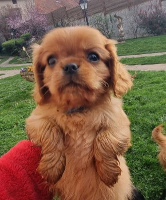 Les chiots de Cavalier King Charles Spaniel
