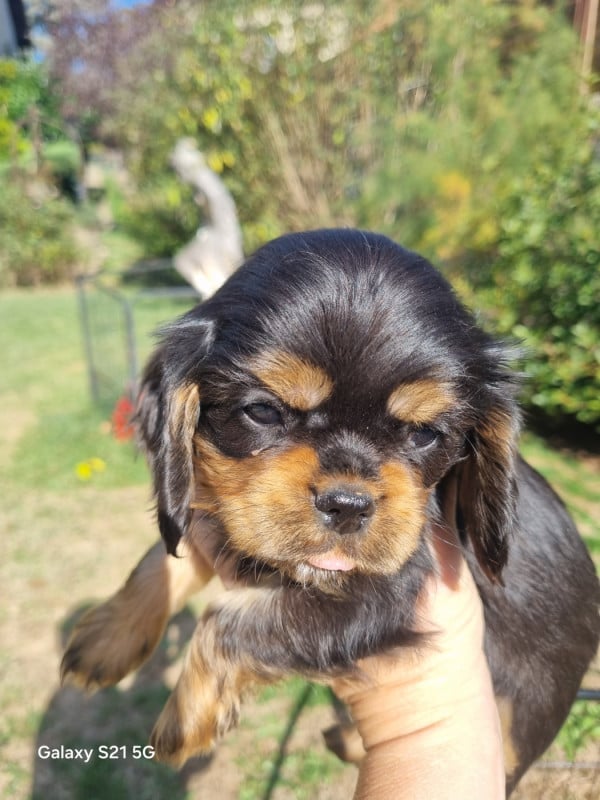 Cavalier King Charles Spaniel - du Mont des Lauzes