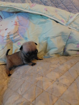 Les chiots de Carlin