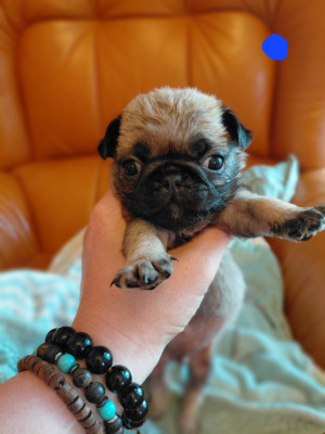 Les chiots de Carlin