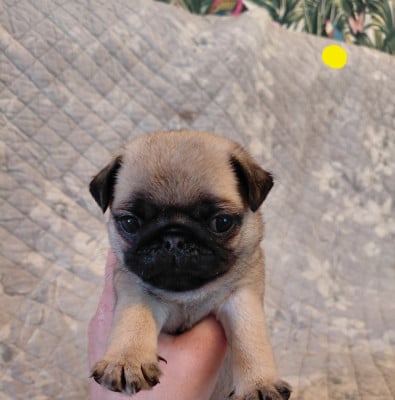 Les chiots de Carlin