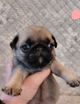 Les chiots de Carlin