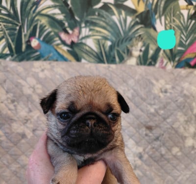 Les chiots de Carlin
