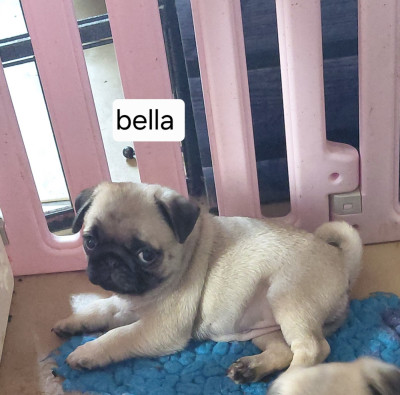 Les chiots de Carlin