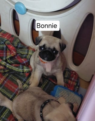 Les chiots de Carlin