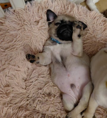 Bolt - Carlin