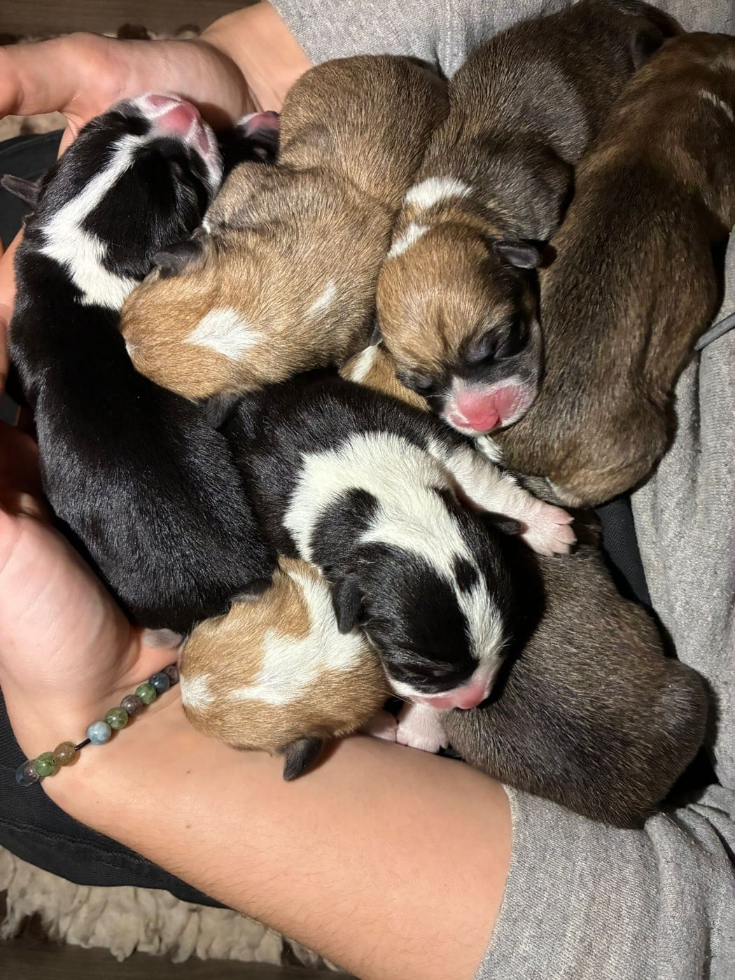 Welsh Corgi Pembroke - Of The Real Happiness