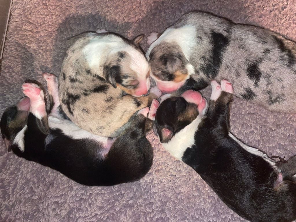 Berger Américain Miniature  - Of The Real Happiness