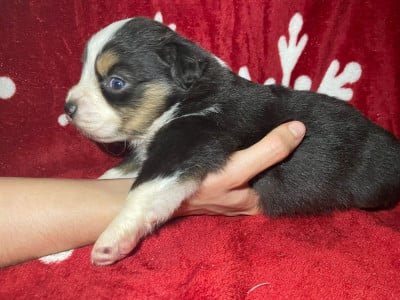 Les chiots de Berger Américain Miniature