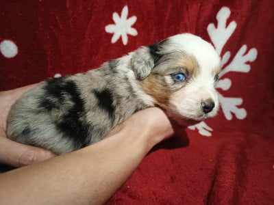 Les chiots de Berger Américain Miniature