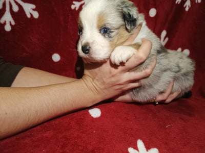 Les chiots de Berger Américain Miniature