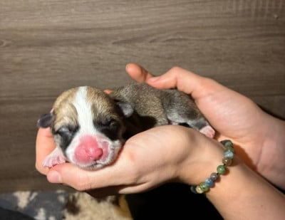 Les chiots de Welsh Corgi Pembroke