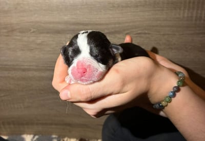 Les chiots de Welsh Corgi Pembroke
